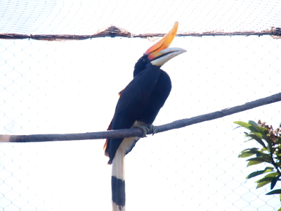 [This mostly black bird is perched on a thick rope strung across the exhibit. It has some whte undersides to its belly and most of its thick bill is white. The upper portion of the bill closest to its eyes is yellow orange. Sitting atop the bill curved upward is a yellow piece, the horn of the rhinoceros. It looks like a stiff banana peel that is peeling away from the upper section of the bill.]